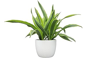 Live Dracaena Plant 'Lemon Lime' in White 6 Inch Plant Pot: Perfect Green Decor
