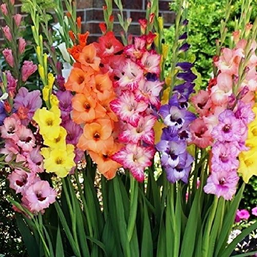 Download Amazon Com Gladiolus Flower Bulbs Rainbow Mix Bag Of 20 Mid Summer Mixed Colored Flowers Garden Outdoor