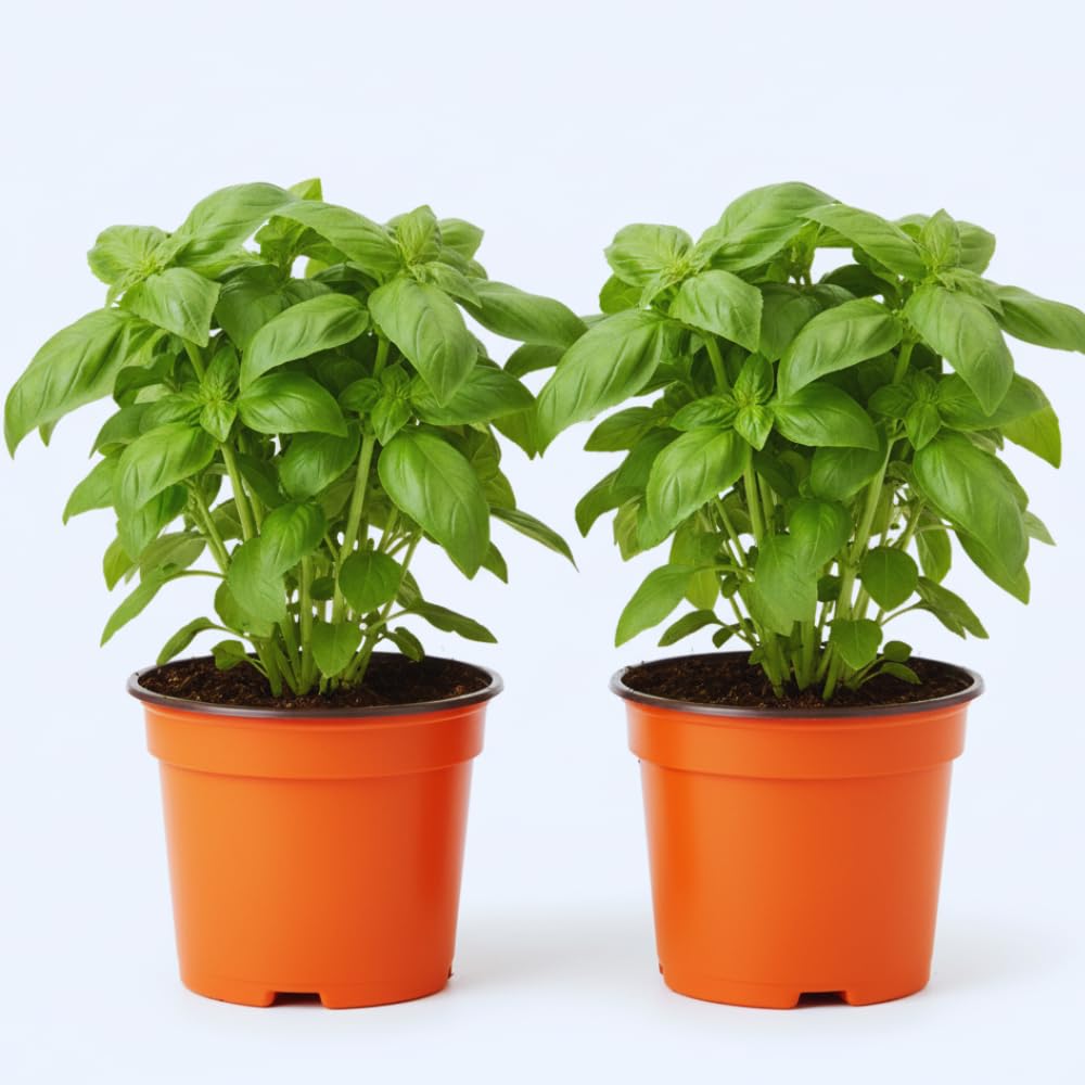 5 Best Huge Basil Plant | Don't Settle for Seedlings