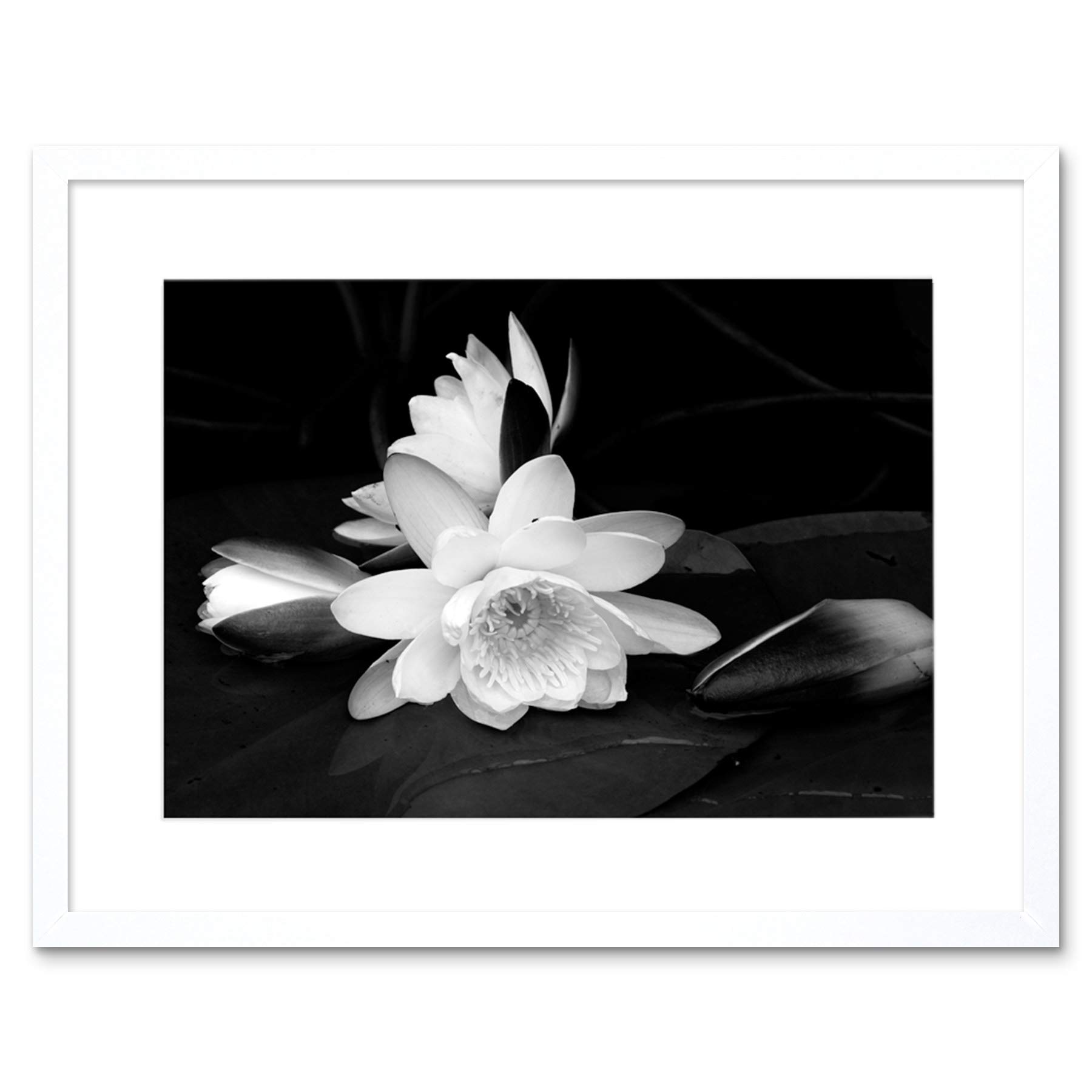 Wee Blue Coo White Flower Bloom Black Background Picture Framed Wall Art Print