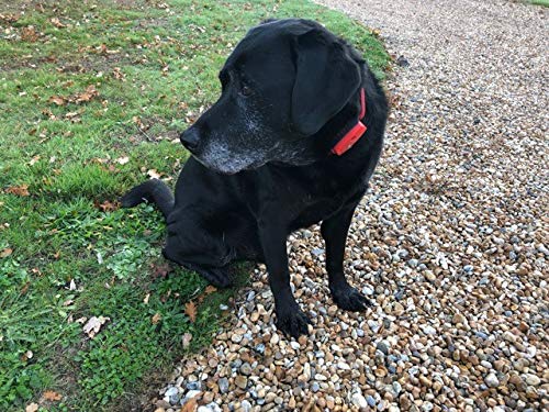 dog tracker nano amazon