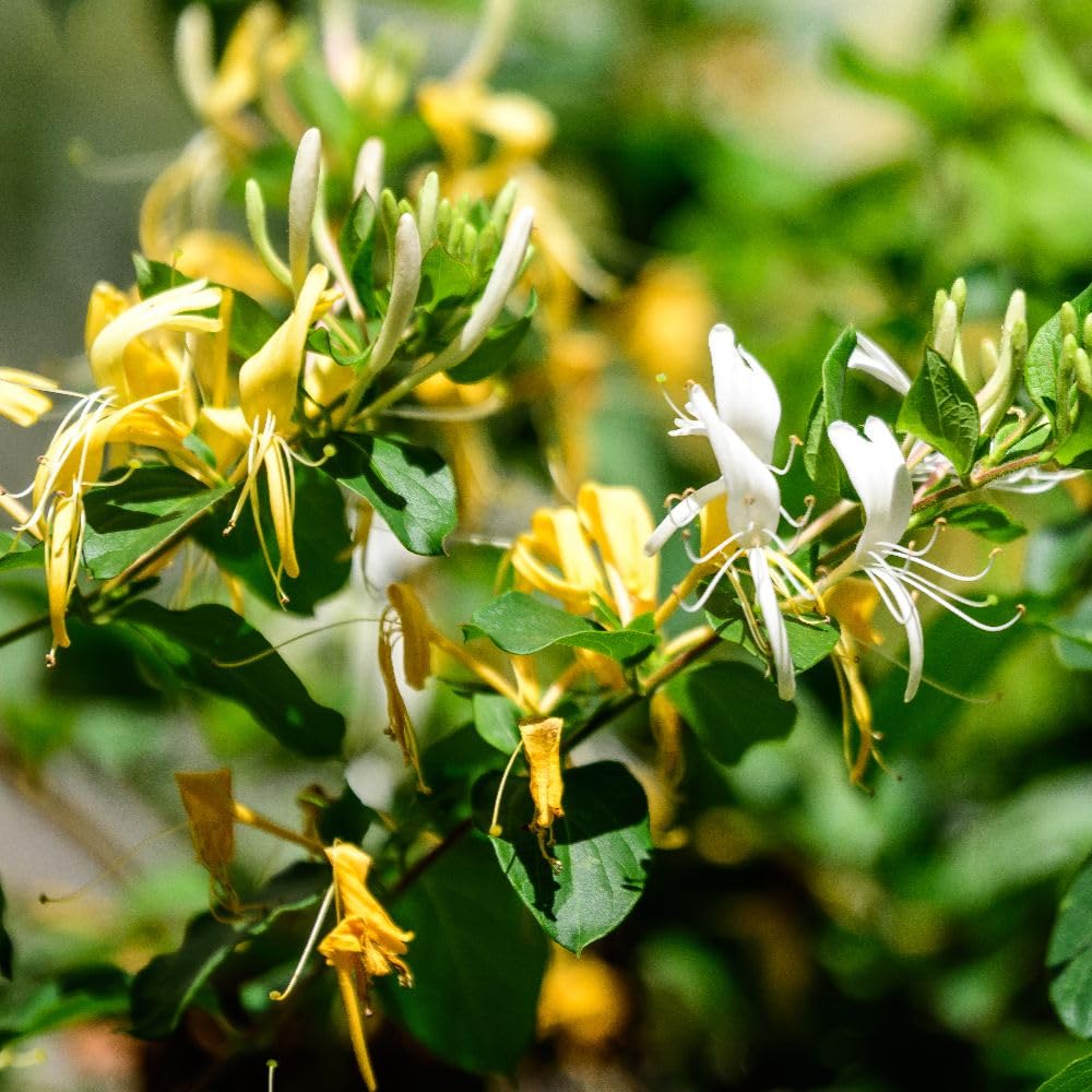Lonicera periclymenum Graham Thomas Honeysuckle - Fragrant White to Yellow Flowers - 9cm Pot x 1 - Thompson & Morgan