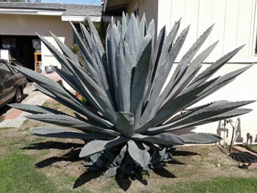 Agave Americana Blue Century Plant - Large (Live Bareroot Plant) #TOP4