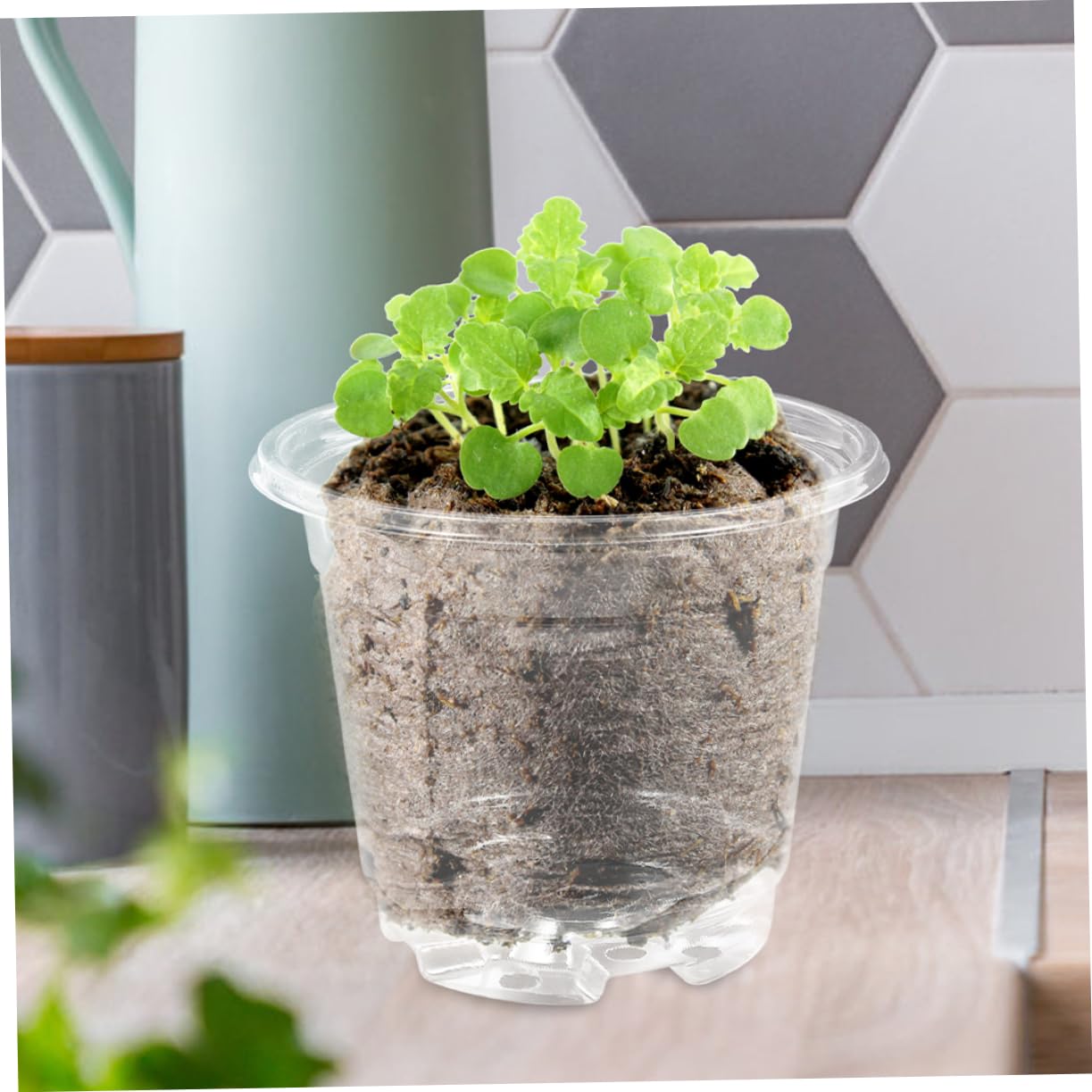 Abaodam 5 Ensembles Pot de Semis Transparent Couvercle de Pots Plastique pour Plantes Potager Extérieur Durable Réutilisable pour Culture de Semences