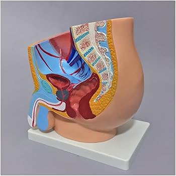 ヴィンテージ　解剖器　13点セット　ケニス　新品　解剖 Amazon.co.jp: Palace Learning ヴィンテージ 脊髄神経 解剖図