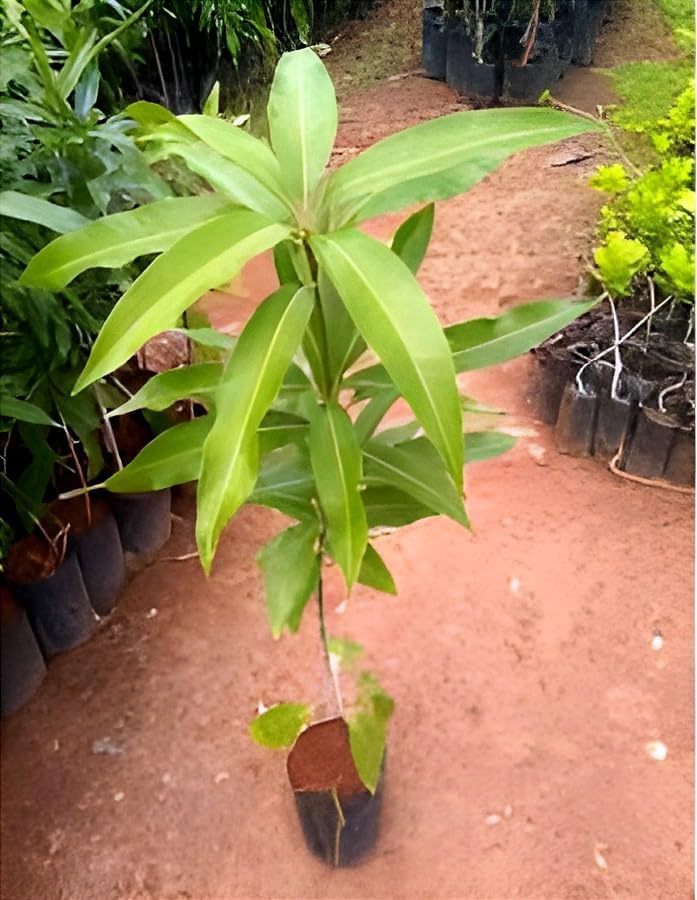 Image of Original Sweet ''Yellow Banana Mango'' Healthy Hybrid Grafted Live Plant Fruit Pack Of 1(Plant Height 1.5-2 Feet)