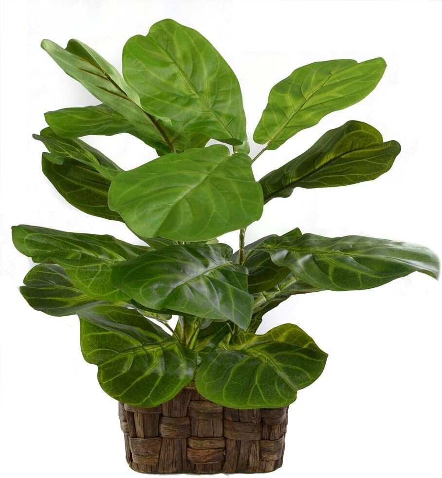 Le Silk Shoppe Fiddle Leaf Fig in Basket (2465)