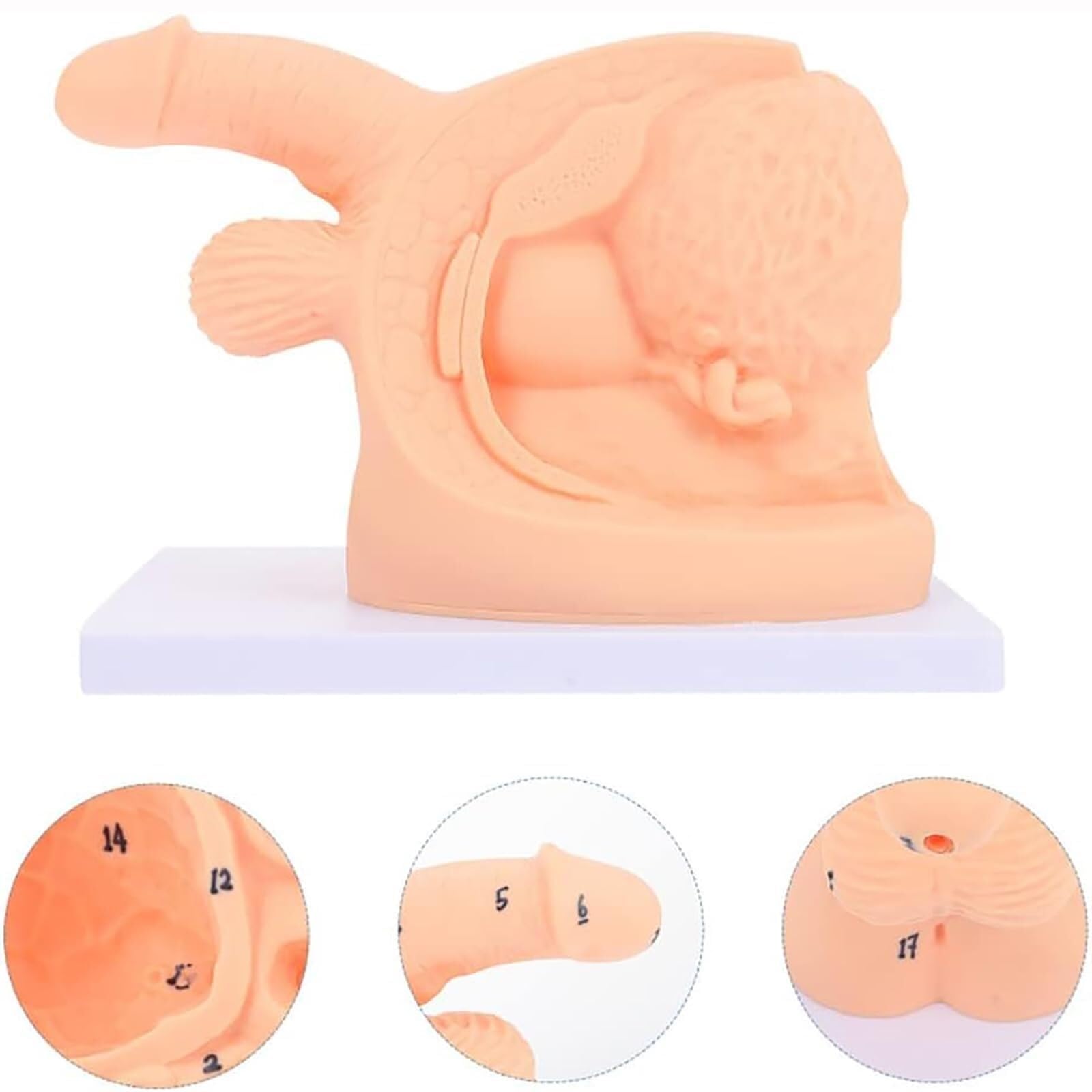 Model cewnika Wewnętrzny zewnętrzny model anatomiczny narządów płciowych z PVC