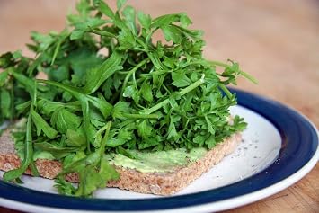 Curled Cress Seed, Sprouts, Heirloom, 50+ Seeds, Broadleaf, Micro Greens, Country Creek Acres
