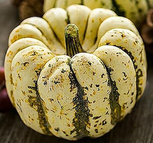 Semillas de calabaza dulce de albóndigas - Aproximadamente 30 semillas