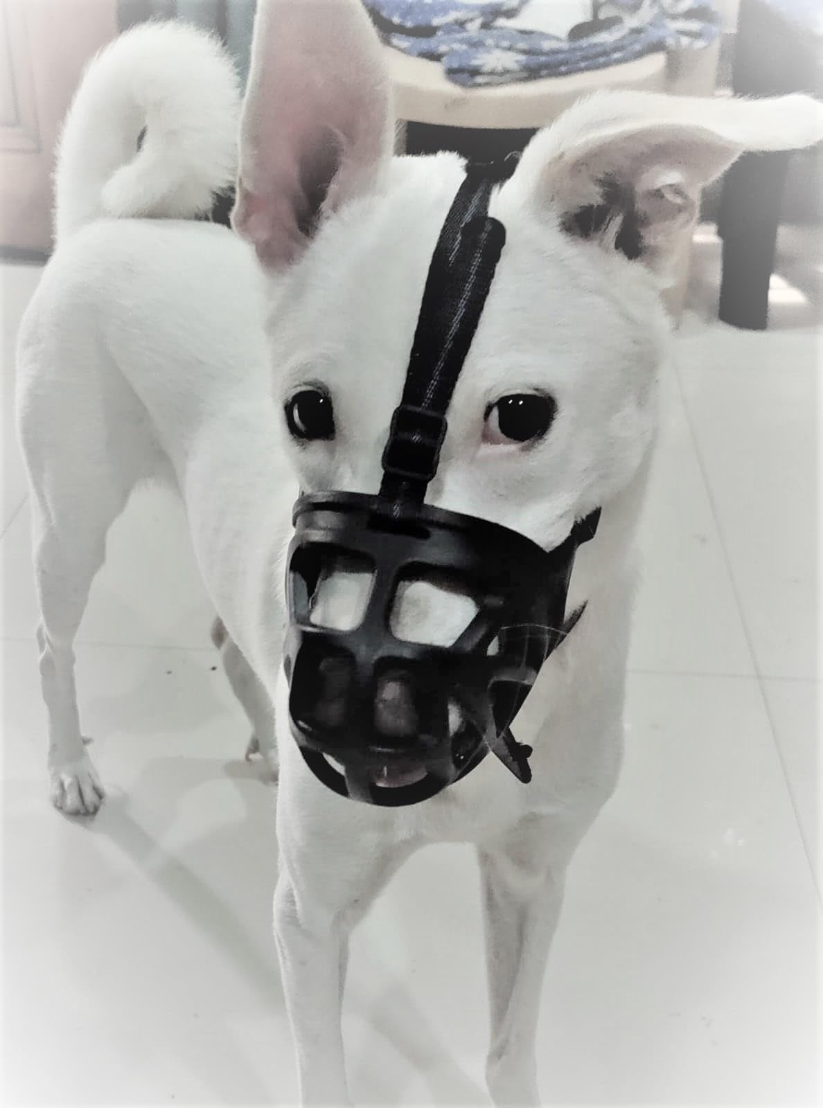 DRK Shopmart Rubber Muzzle Mouth Cover for Anti Biting Dog - Adjustable Pet Safety Strap Extra Small Strips Dog Muzzle (Black) (B0CHYBWX6P) Amazon Price History, Amazon Price Tracker