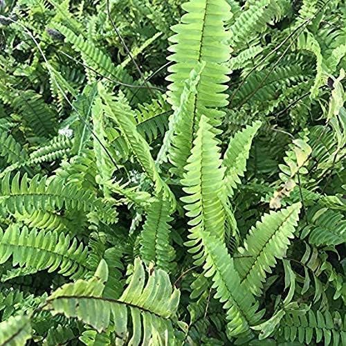 Image of Live Boston Green Fern Air Purifier Plant Comprehensive Boston Fern Indoor Plant with Pot (FERN PLANT)