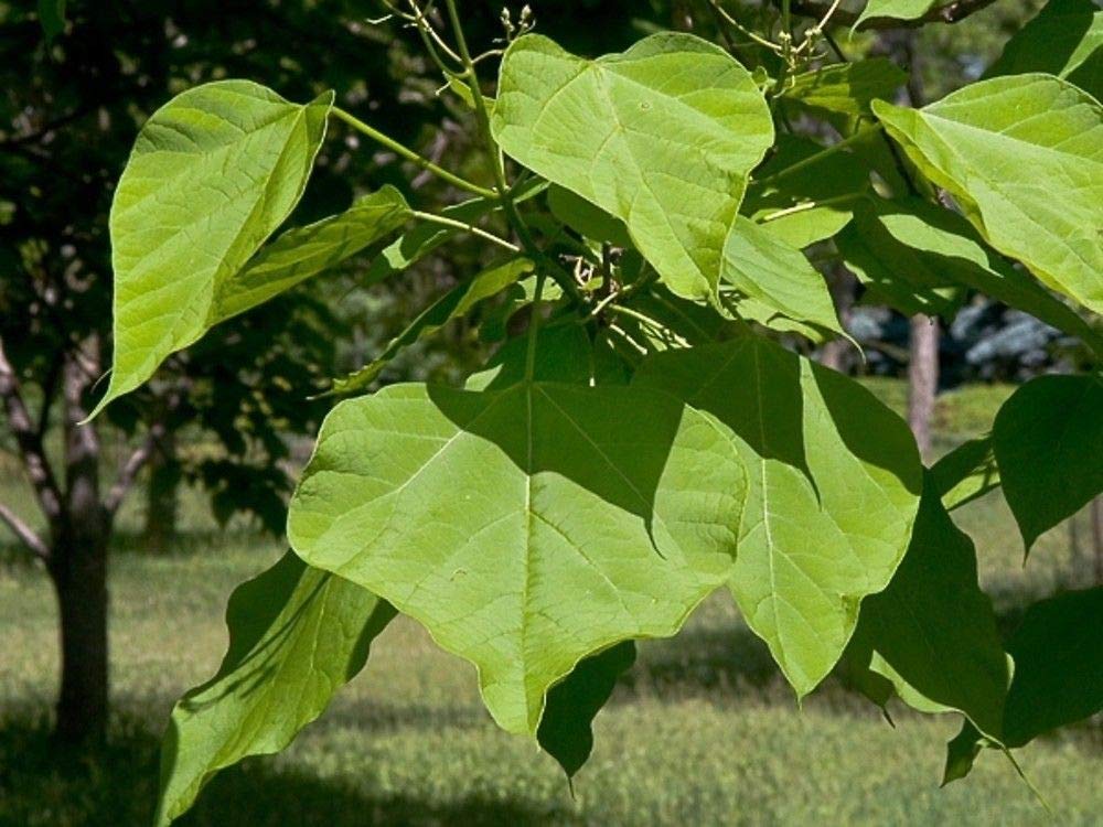 Catalpa bignonioides "Albero dei sigari" pianta in vaso ø26 h. 2 metri e oltre Vivaio di Castelletto