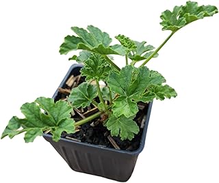 Geranium 'Apricot' (Pelargonium scabrum) Organic Scented Geranium Plant ...