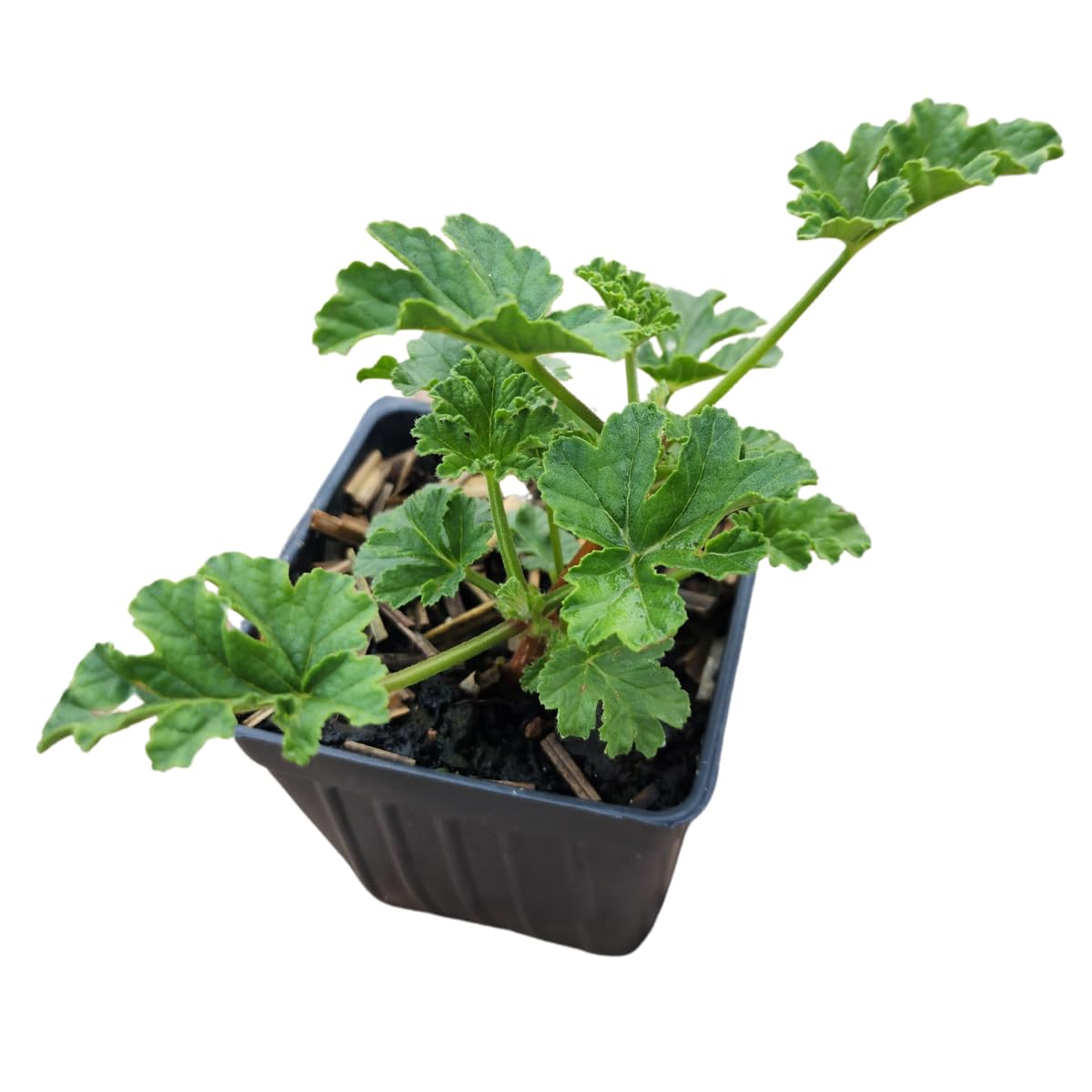 Geranium Apricot Organic