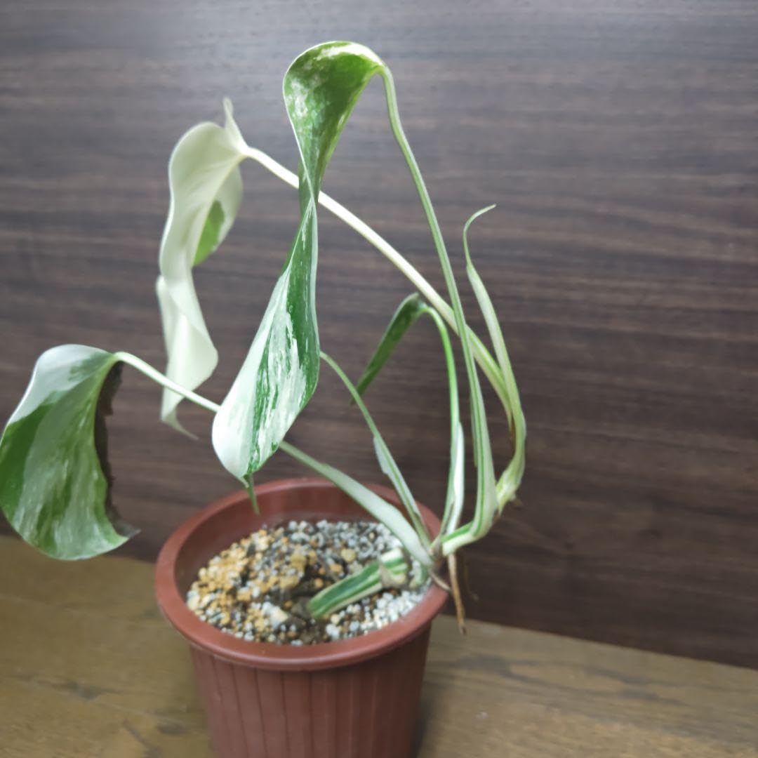 Amazon｜モンステラ ボルシギアナ ホワイトタイガー 苗(観葉植物