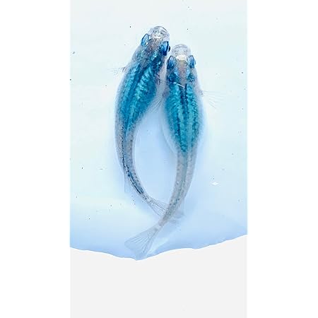 Amazon ともちゃんのメダカ屋さん メダカ 生体 めだか販売 深海 稚魚 １０匹 A ともちゃんのメダカ屋さん 観賞魚 水中生物 通販
