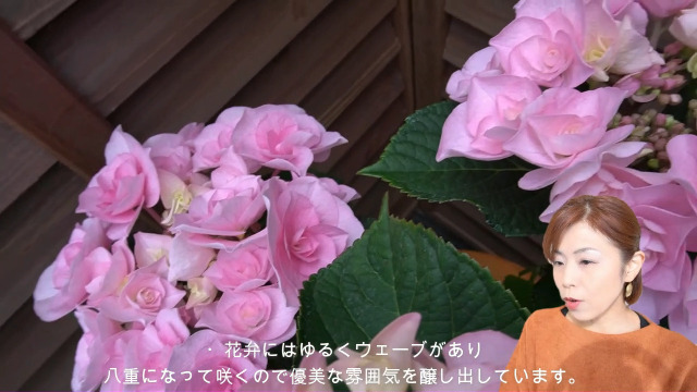 Amazon｜クレインブーケピンク さかもと園芸 達人のあじさい 母の日