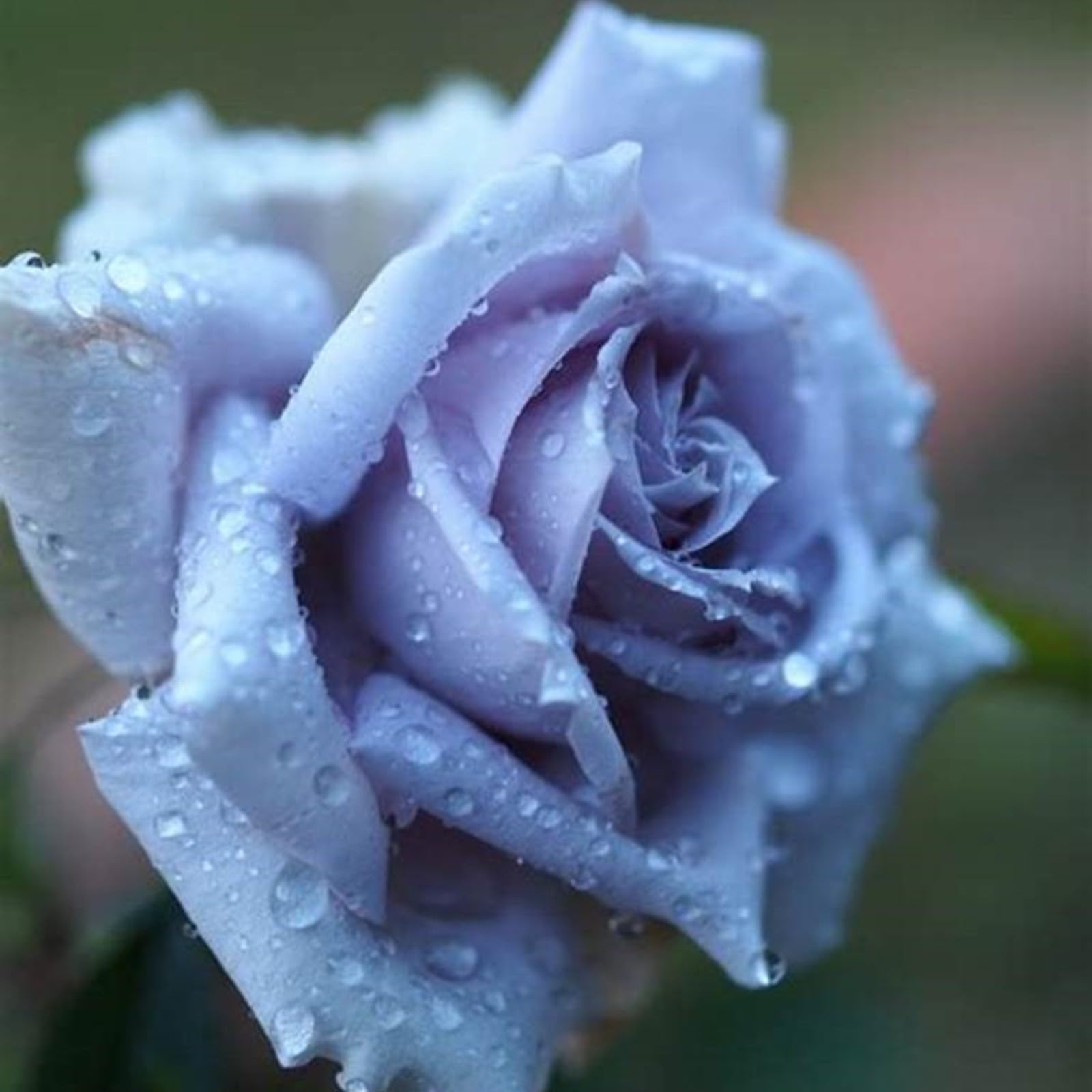 Unique Rose Bulbs for Planting Now UK Ornamental Perennial Natural Organic Excellent Good for Containers Cold-Resistant Easy Plant Display Greening Flower-2bulbs-J — image 1