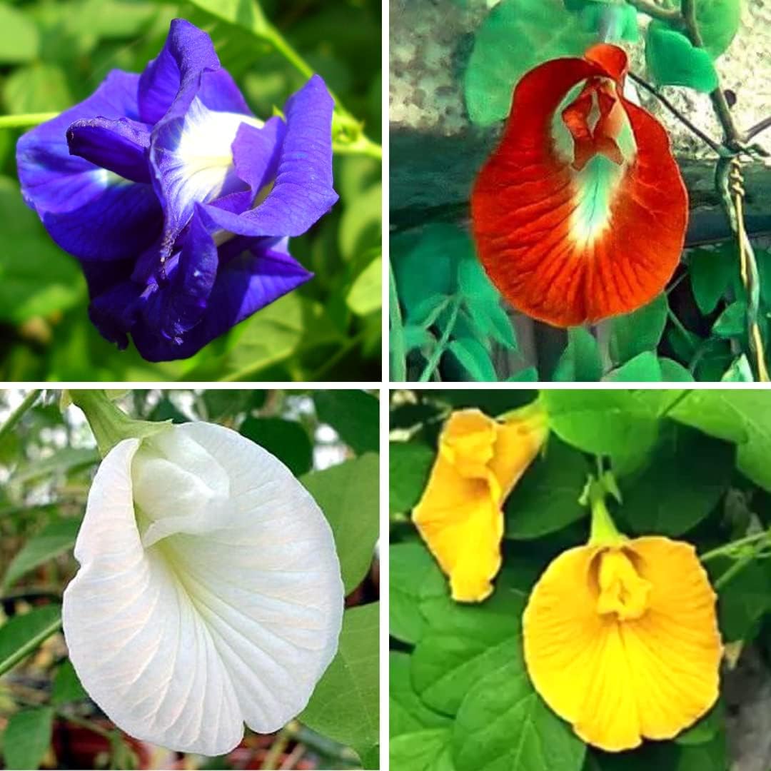 GROWONIA Aparajita Seeds Mixed Color Pack Blue, Pink, White Double & Single Petals Aprajita Shankhpushpi Hybrid Butterfly Pea Medicinal Flower Plant Creeper Home Gardening (Pack Of 30)