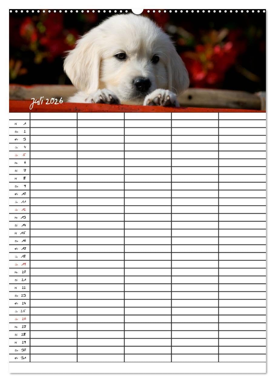 Familienplaner: Golden Retriever Welpen (Wandkalender 2026 DIN A2 hoch), CALVENDO Monatskalender: Dieser Familienplaner mit 5 Spalten wird Ihnen jeden ... Lächeln ins Gesicht zaubern. (CALVENDO Tiere)