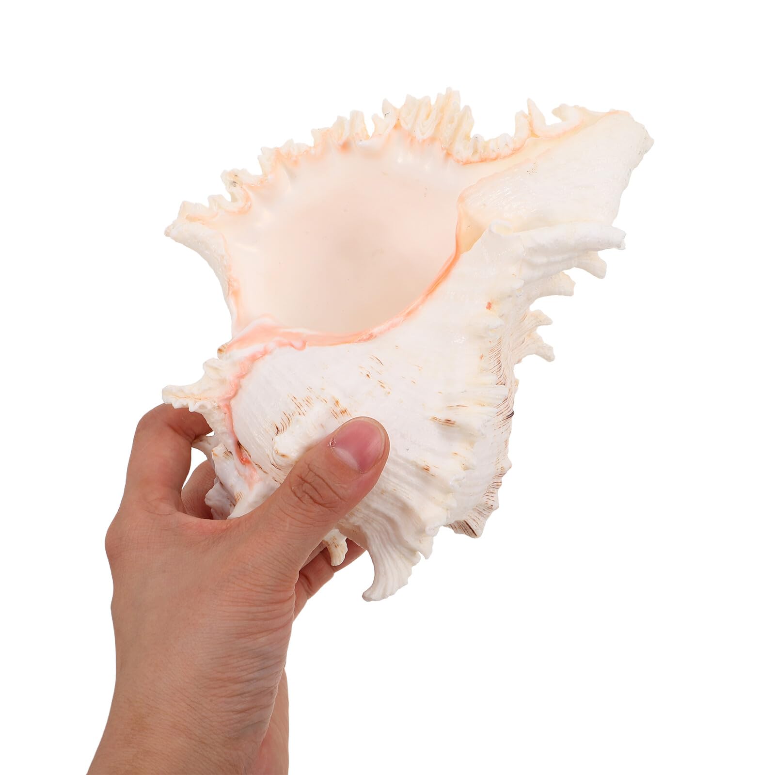 IMIKEYA Coquillage Naturel Conque Grosse 18-20 Cm pour Décoration D’intérieur Remplissage de Vase Décorations D’été Soi-même Fête Thème Plage et Mariage