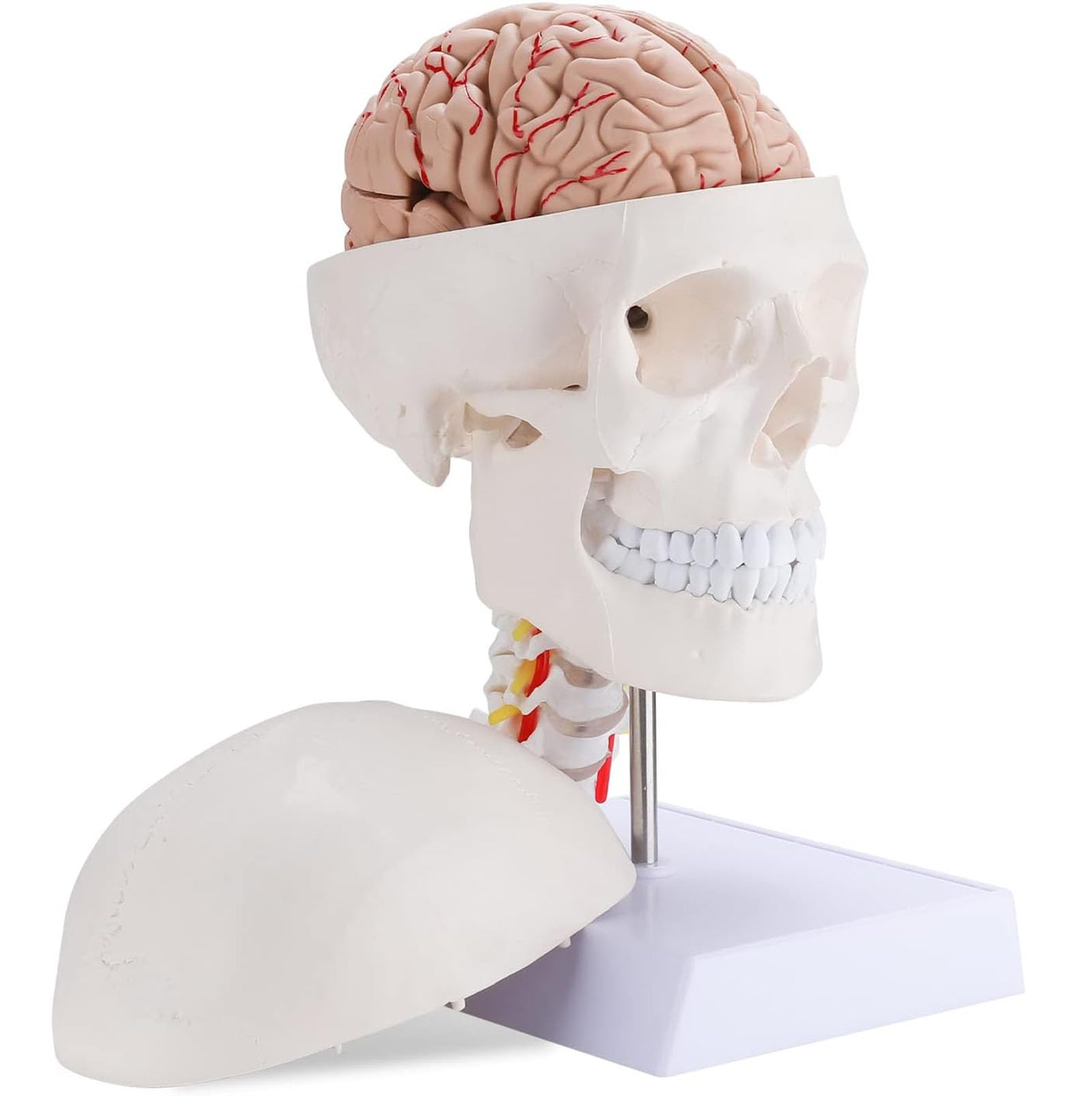 Genérico Cráneo Humano y Modelo de la anatomía del Cerebro, de tamaño Natural Modelo de Cerebro Humano con vértebra Cervical y la Base para el Aula médica Neurociencia Anatomía Enseñanza