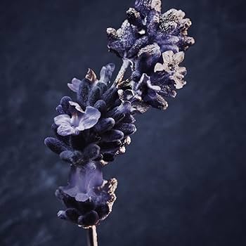 恭　Paco Rabanne Invictus EDP 50ml Paco Rabanne Invictus Parfum 50ML : Amazon.pl: Uroda