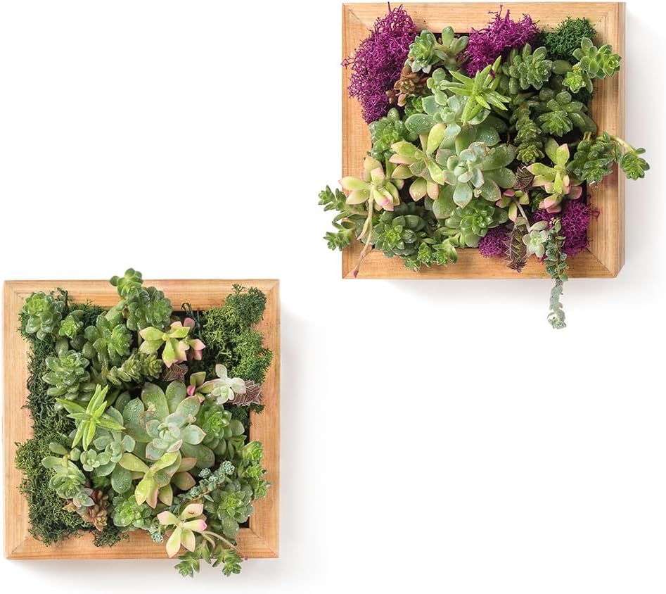 SuperMoss (22312) Sphagnum Moss Living Frame with Solid Wood Design | Succulent Wall Planter for Indoor and Outdoor Home Decor, Wall Art, Farmhouse Decor, and Living Room Wall Display, 6” x 6”