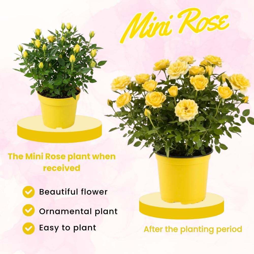 Mini Rose Bush Live Plant in 3.5'' Pot, Miniature Rose Plant Live, 3-5'' Tall, Mini Rose Plant, Live Flower Plant for Office and Home Decoration (Yellow)