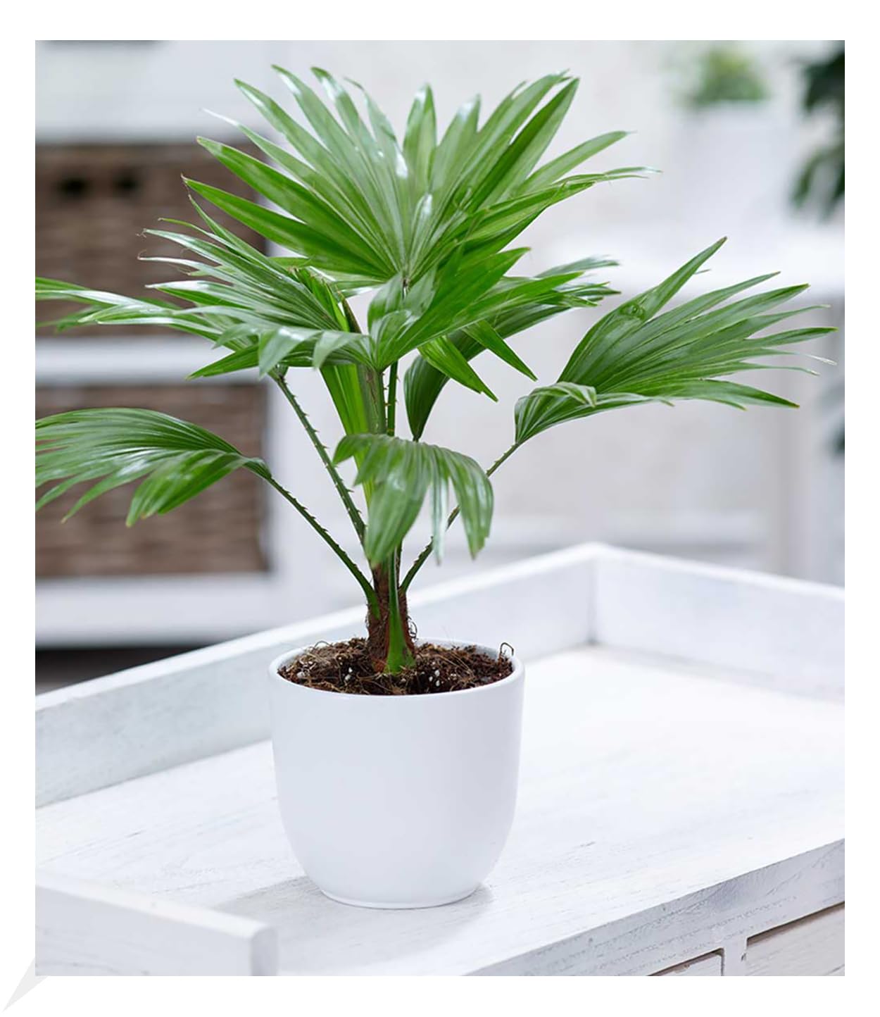 BALDUR Garten 1x Palme Livistona Rotundifolia, Pflanze im 12 cm-Topf,  luftreinigende Zimmerpflanze, untersttzt das Raumklima, Zimmerpalme,  Fcherpalme, Zimmerpflanzen, mehrjhrig - frostfrei halten : Amazon.de:  Garten