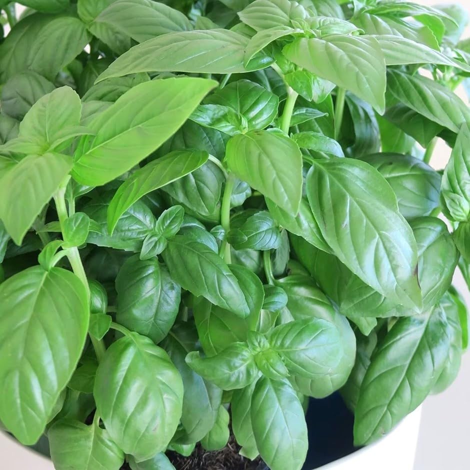 Plant Theory 9cm Pot Basil Herb Plant Ocimum Basilicum D Fenceil