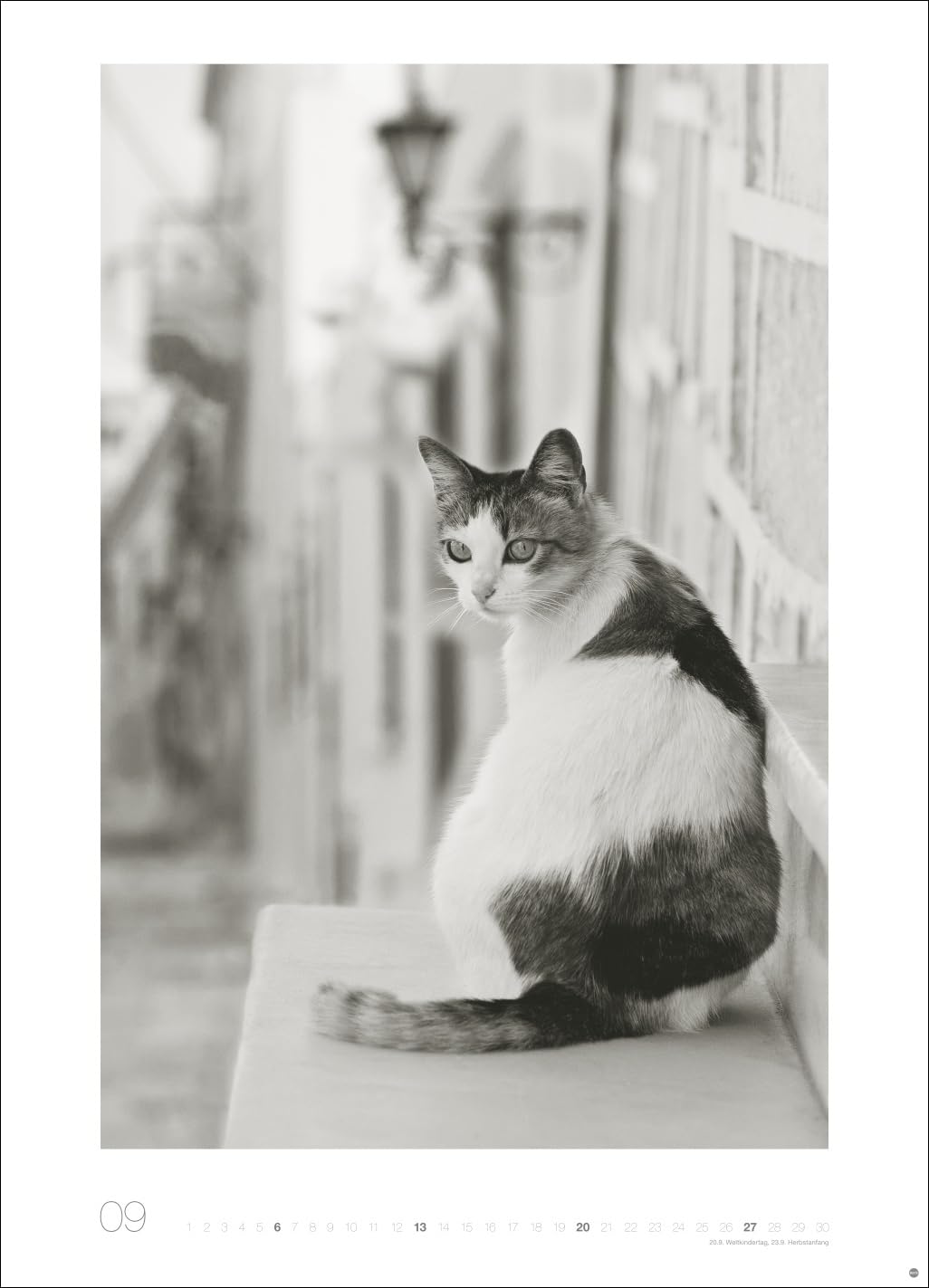 Cats Edition Kalender 2026: Elegante Samtpfoten in schwarz-weiß in einem XXL-Kalender. Tierkalender 2026 im Großformat. Hochwertiger großer Fotokalender für Katzenfans.