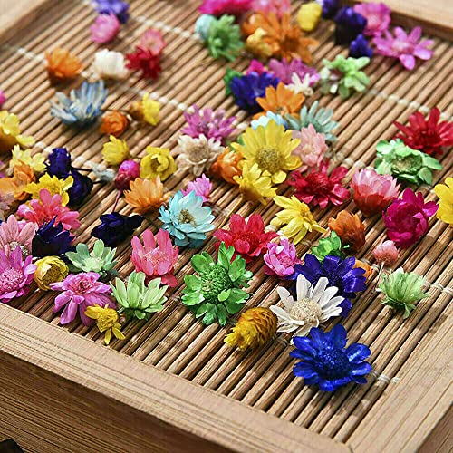 710 pcs Flores secas para manualidades DIY miniatura 5