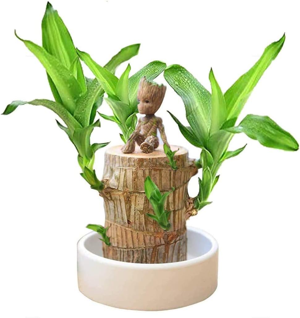 Lucky Wood Plant Brazilian Wood Hydroponic Water Potted Plant Stump Mini Plant Indoor for Solution to Purify The Air Indoor
