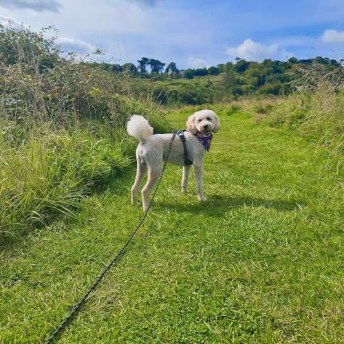 Schleppleine, 5M 10M 20M Schleppleine für Hunde, Robust Hundeleine mit bequemem gepolstertem Griff, Trainingsleine Laufleine für Welpen kleine mittlere große Hunde, Abschließbarer Karabiner (10M)
