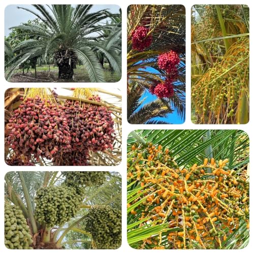 15 piezas Semillas resistentes de palmera datilera - semillas semillas de pasto de abejas Cama elevada para árbol bonsái. variedades antiguas semillas regalos de jardín regalo de