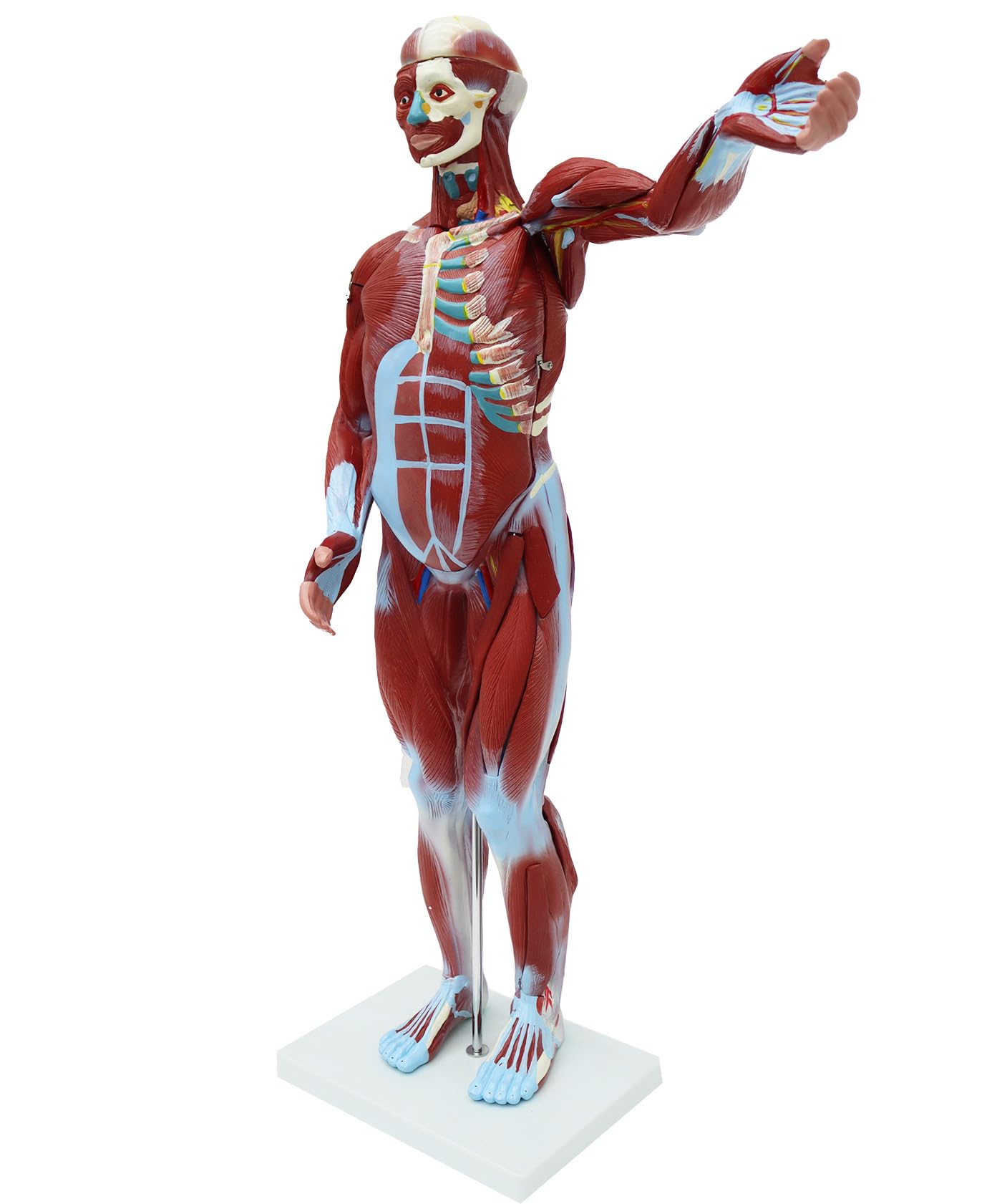 PreAsion Anatomical Human Muscular Figure Model with 27 Removable Parts Human Muscle Organ Model Training Manikin Model with 27 Parts for Teaching 31.5'' Tall,1/2 lifesize