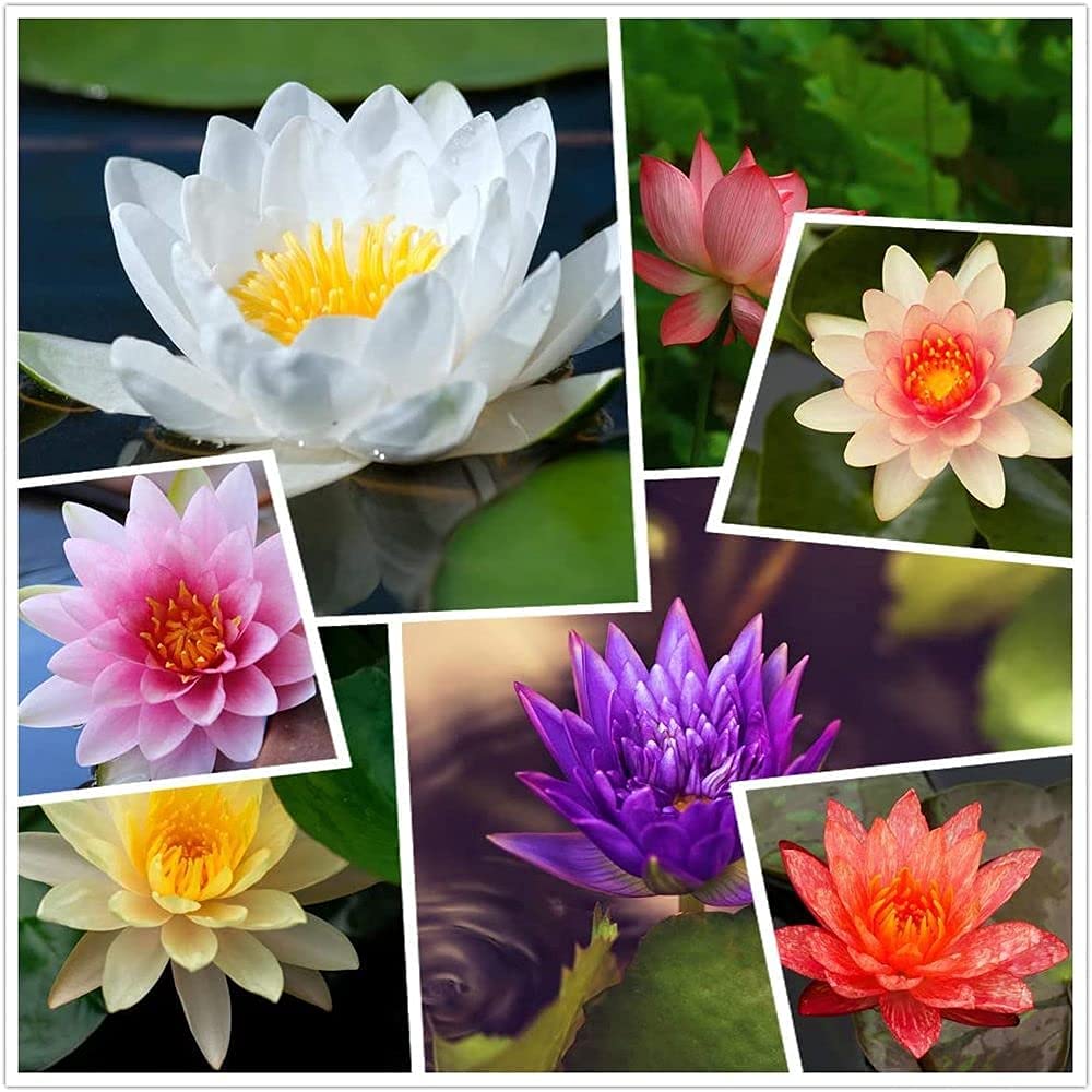 40 piezas de semillas de loto mezcladas.Lirios de agua coloridos decoran el balcón del jardín Hermosas flores fragantes crean un jardín clásico vibrante