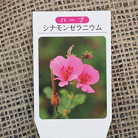 Amazon ゼラニウム 苗 ハーブゼラニウム シナモンゼラニウム 3号ポット苗 植木 Amazon ゼラニウム 苗 ハーブゼラニウム シナモンゼラニウム 3号ポット苗 植木