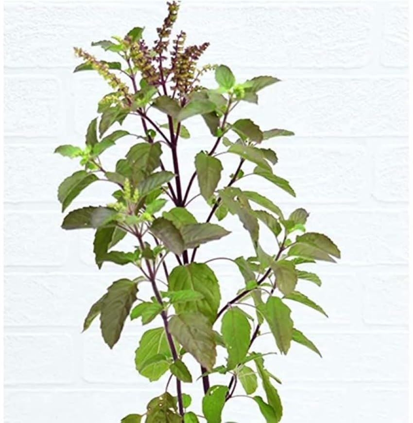 Image of Organic Tulsi Live Plant in Black Plastic Pot Holy Basil Ayurvedic Medicinal Herb Sacred Home Garden Air Purifying Religious Plant