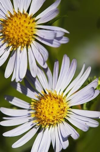 Póster de Astoria Oregon de Estados Unidos de América (24 x 38)