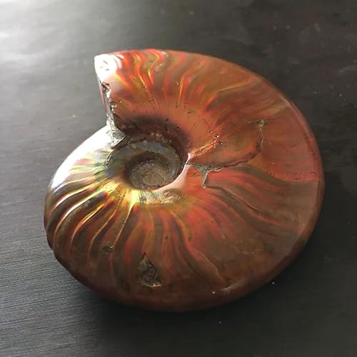 Miniatura 9 de Caracola de amonita arcoíris Cleoniceras Iridesce Amonita Fósiles de amolita fósiles de Madagascar Fidelity Color Natural Piedra preciosa para