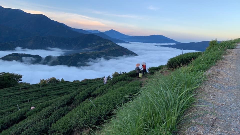 Amazon.co.jp: 清香阿里山烏龍茶(100g) 台湾茶 高山茶 ウーロン茶 無