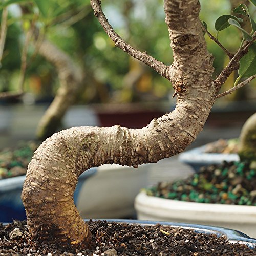 Image of Brussel's Bonsai - Medium Live Ficus Bonsai Tree, 7-Year | Live Ficus Bonsai Tree, Indoor Houseplant, Ceramic Pot, 7-Year, Easy Care, Gift Ready