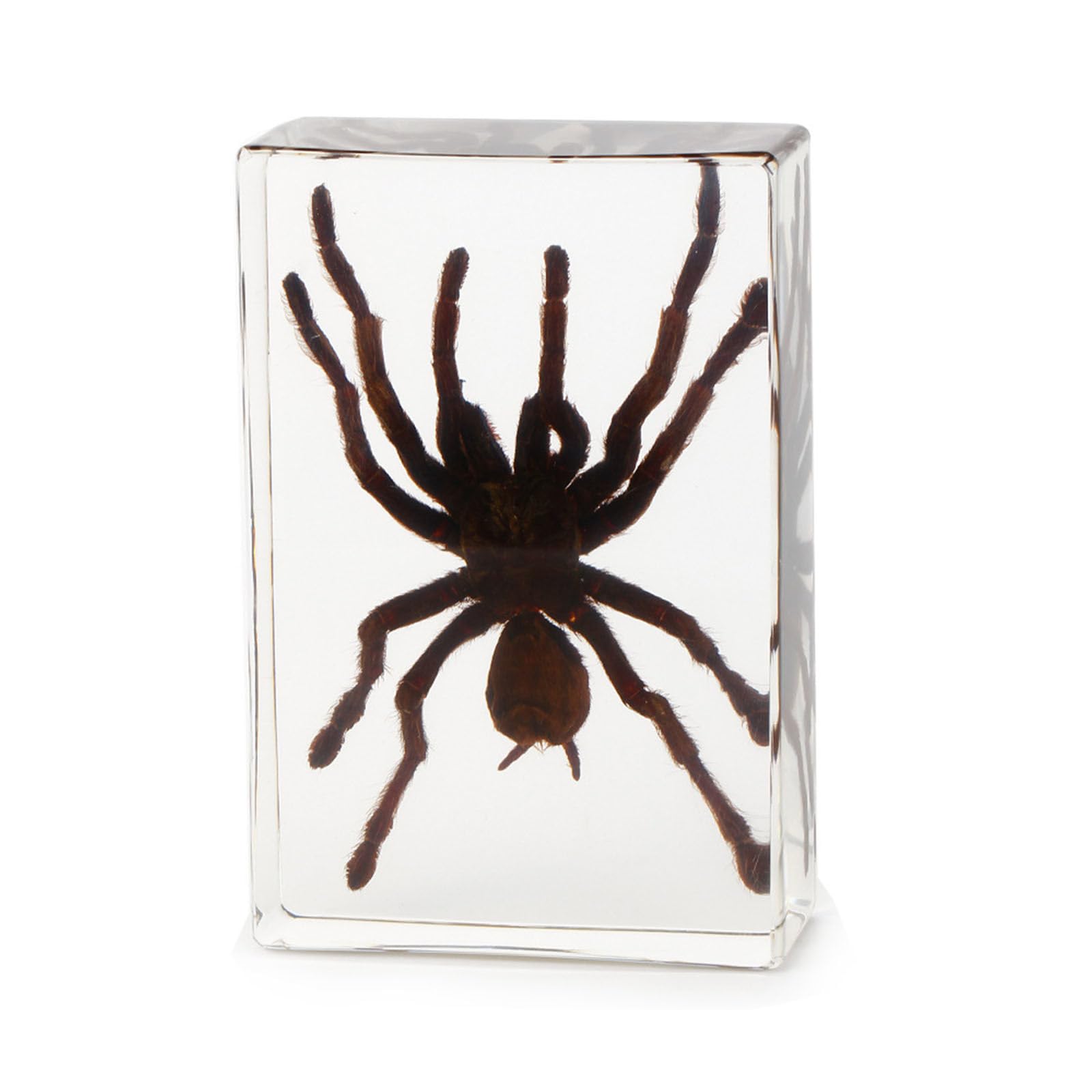 hixswnu Real Tarantula Specimen Encased in Transparent Resin - Perfect for Biology Education Display, Desk Decor, and Paperweight - Unique Taxidermy Spider Display Item