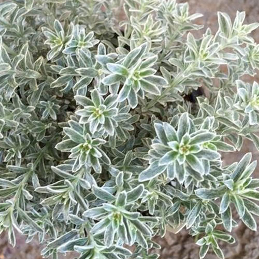 現品】ユッカ・グロリオサ・バリエガータ 8号 白鉢(8) : 花の 現品】ユッカ・グロリオサ・バリエガータ 8号 白鉢(8) : 花の