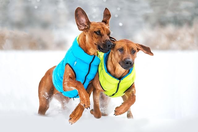 Foto 2 de 6 de AirVest - Ropa reversible para perros, abrigo para perros, impermeable, resistente al agua, con práctica…