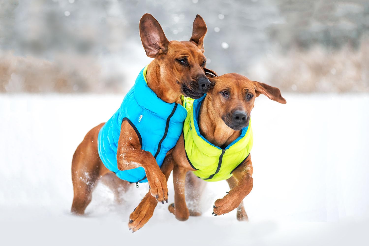 AiryVest - Giacca per cani con tasca, reversibile, impermeabile, antivento, giallo e blu, misura L: 65 x 89 x 65 cm