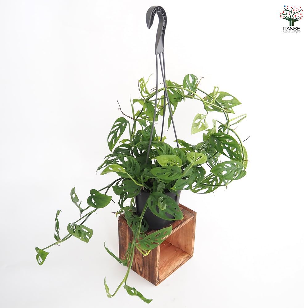 モンステラ オブリクア ペルー「Monstera obliqua Peru」5/24-609